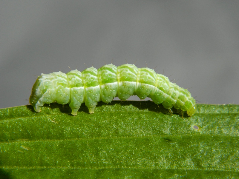 Bruco e falena: Diachrysia chrysitis